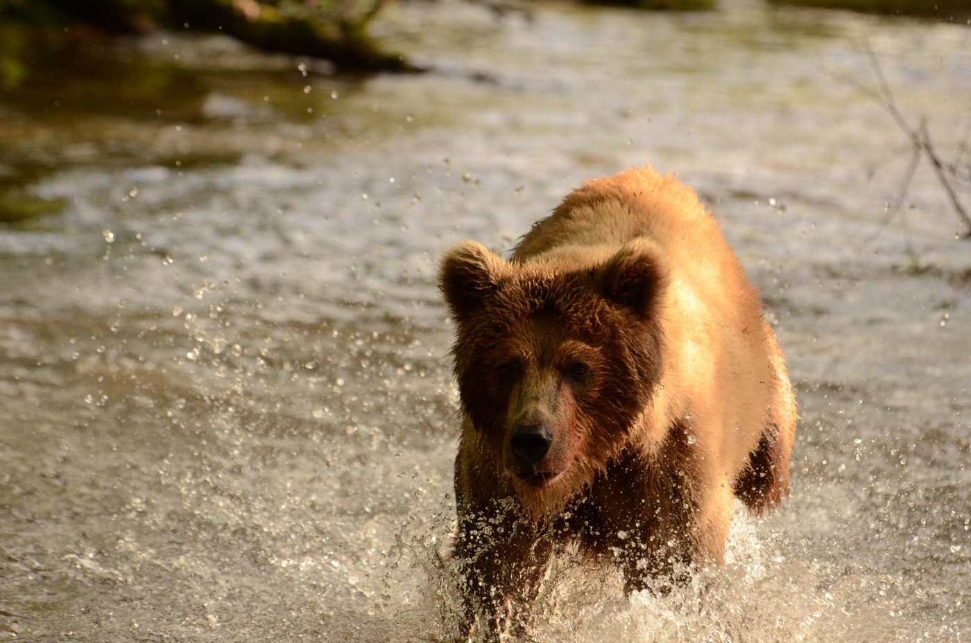 Ведмеді в бамбуку. Полювання на Південних Курилах