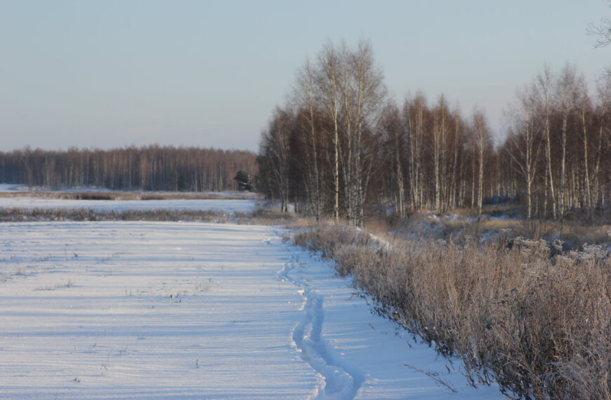 Полювання на зайця із засідки