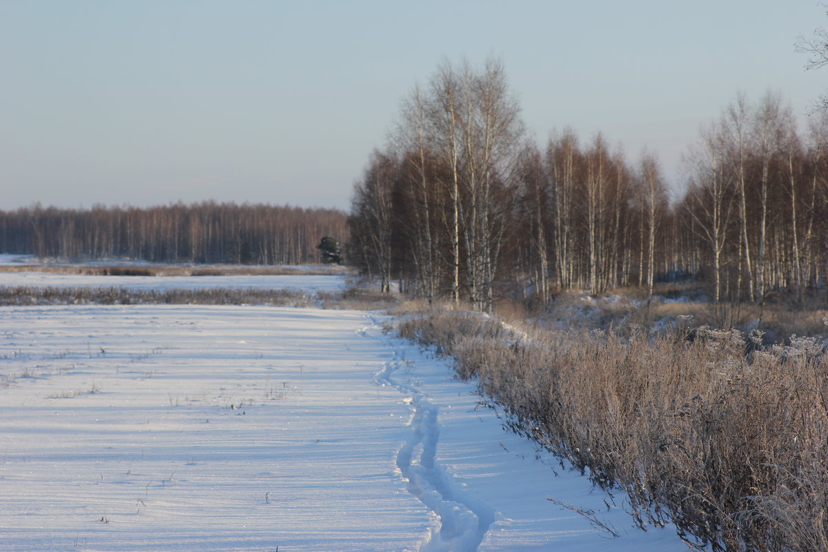 Полювання на зайця із засідки