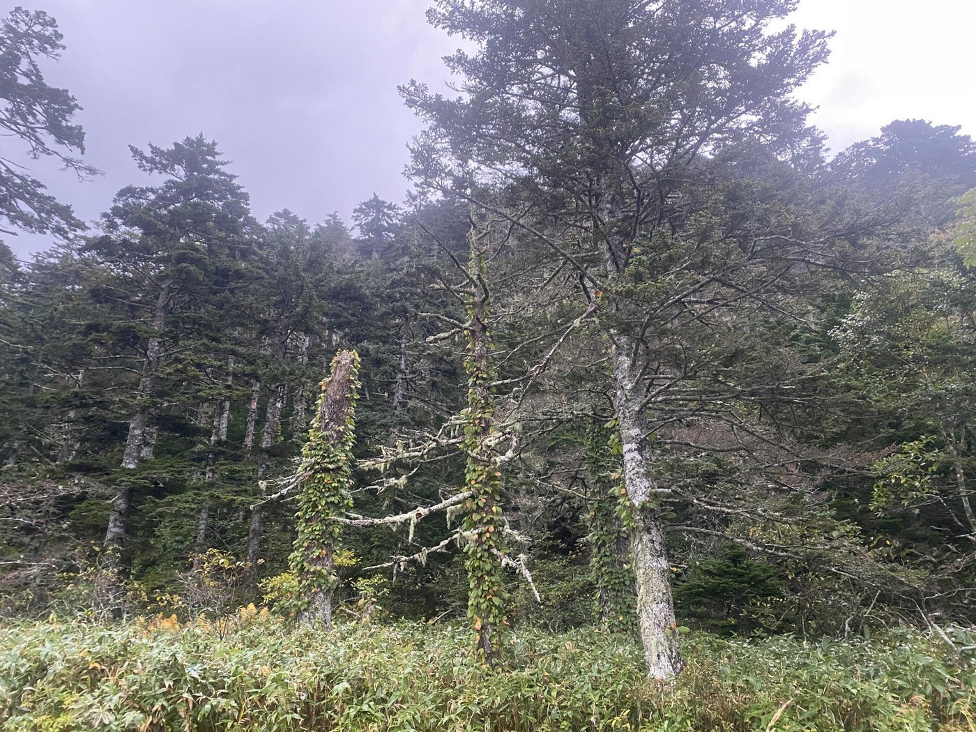 Ведмеді в бамбуку. Полювання на Південних Курилах