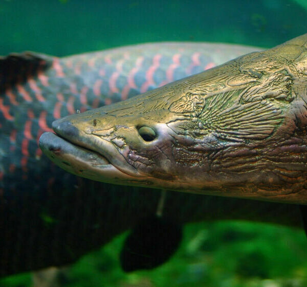 Пустити на валізи. Акваторію Бразилії окупує інвазивний монстр