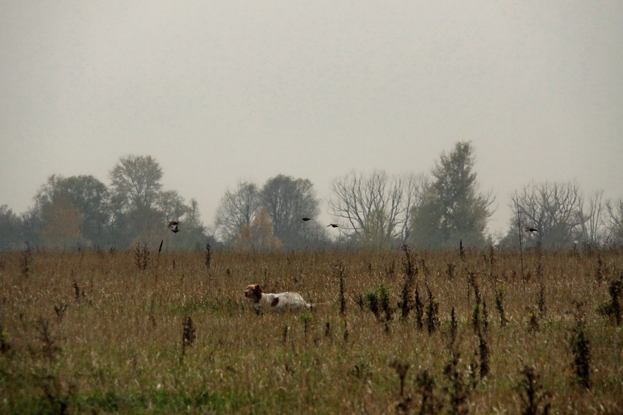 Полювання з лягавими на півдні СРСР