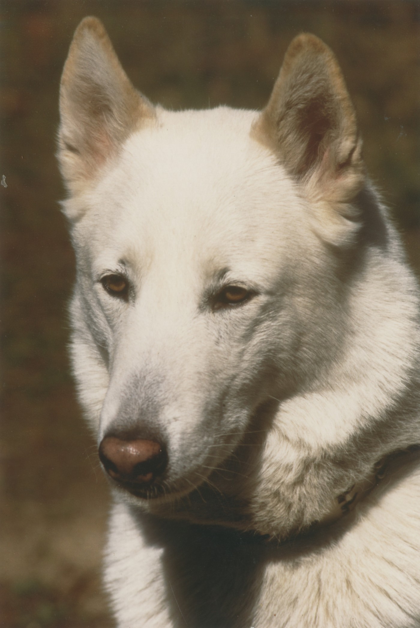 Полювання у СРСР. Як воно було. Емоції та спогади