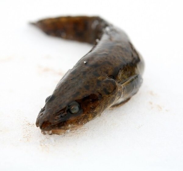 Минь на мілини