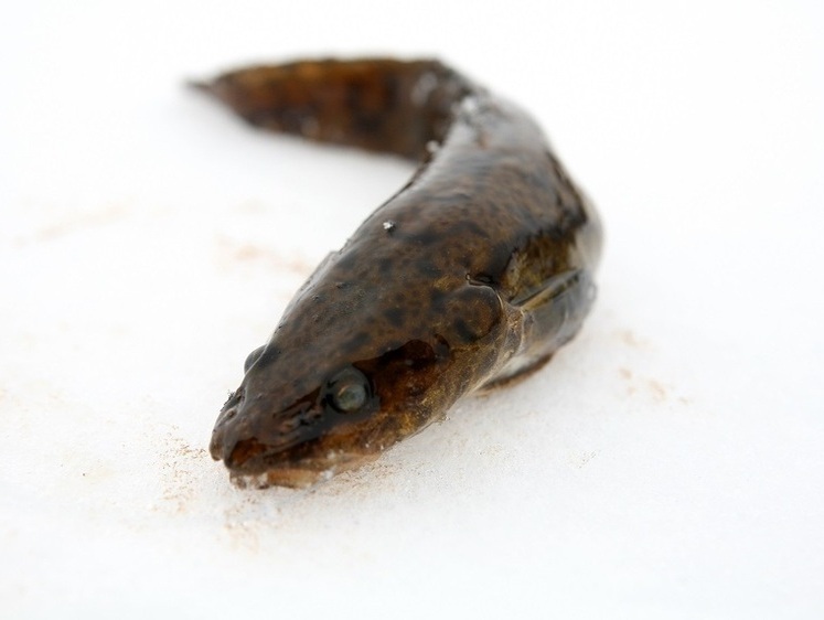 Зображення Минь на мілині