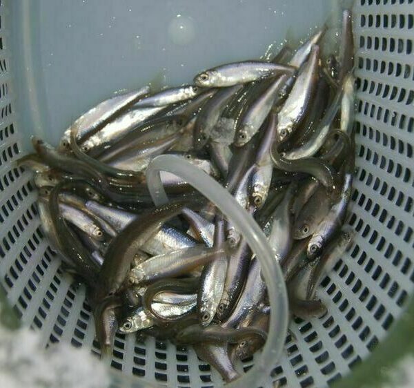 За хижаком із мальком