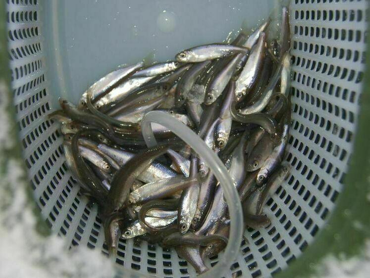 Зображення За хижаком з мальком