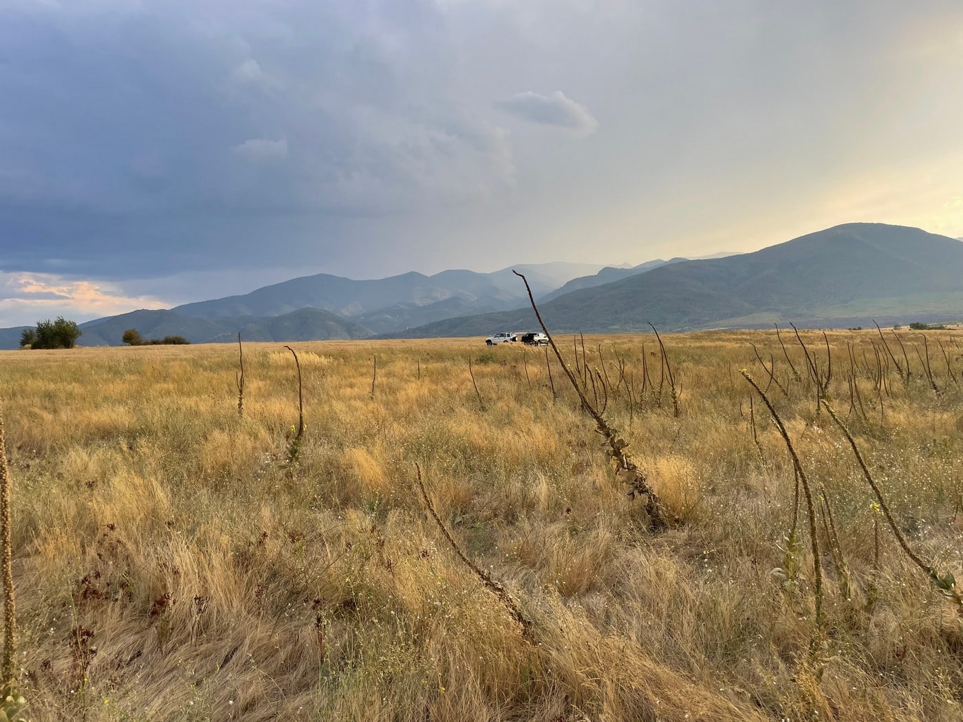 Бойова нічия, або Чим румунський перепіл відрізняється від болгарського