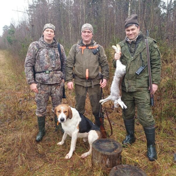 Заячі витівки
