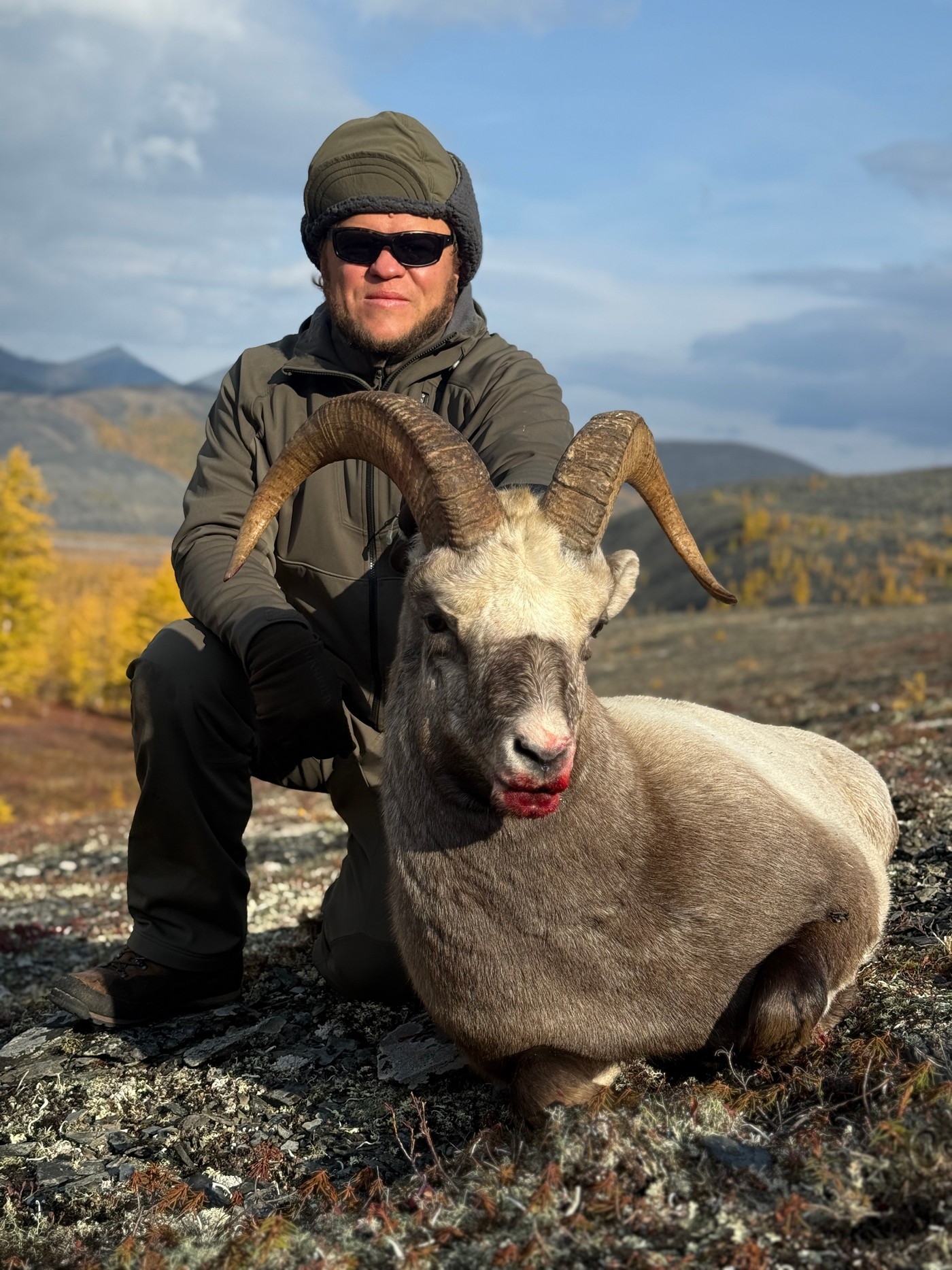 За Полярним колом на хараулахського сніжного барана