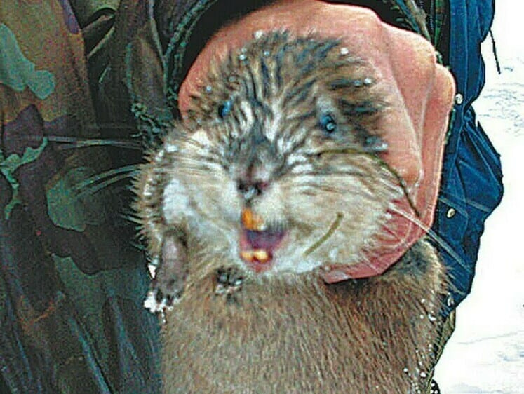 На що клює ондатра