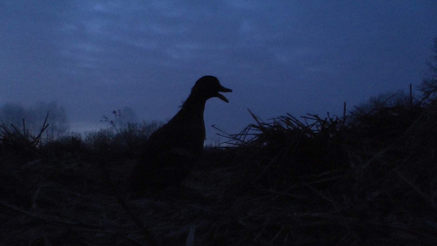 З підсадною на початку сезону