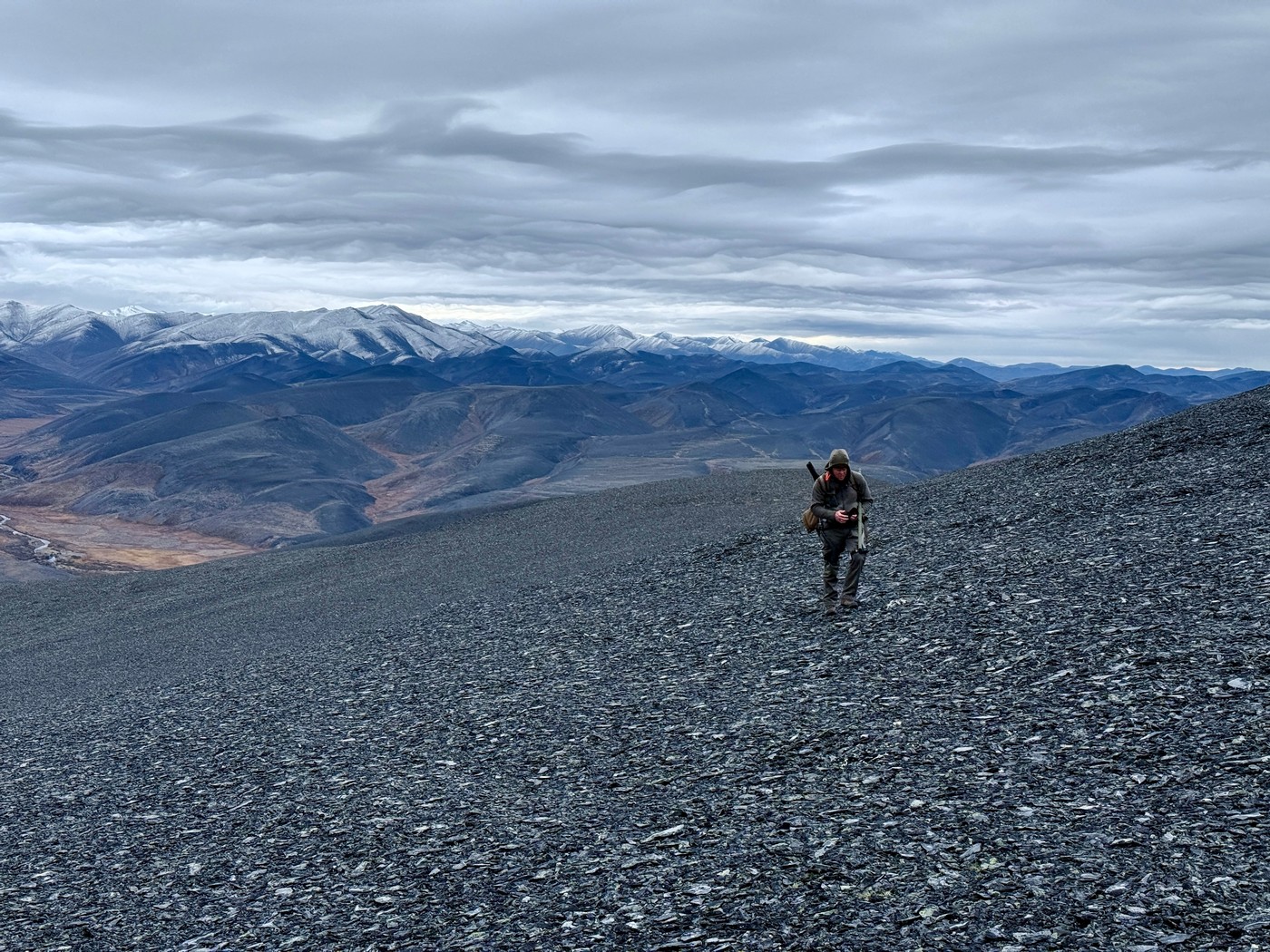 За Полярним колом на хараулахського сніжного барана