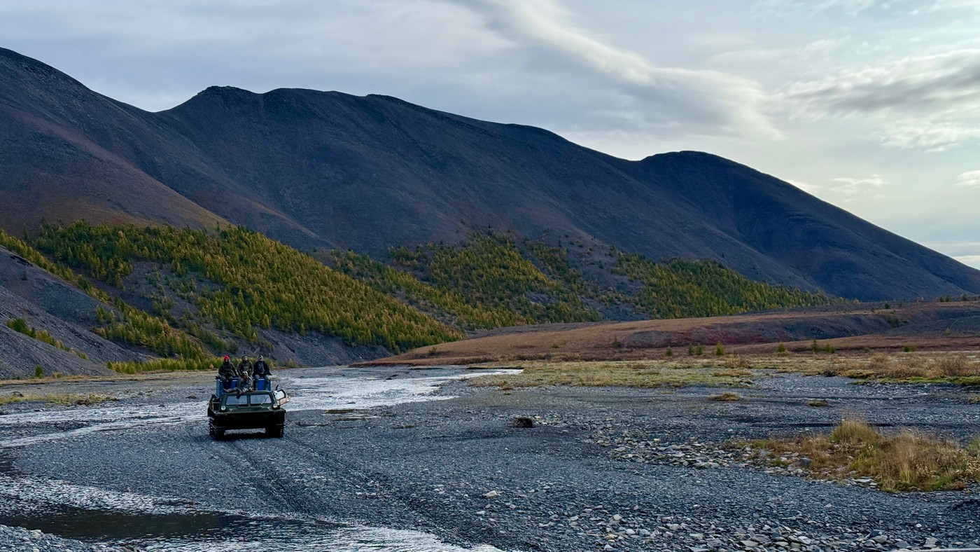 За Полярним колом на хараулахського сніжного барана