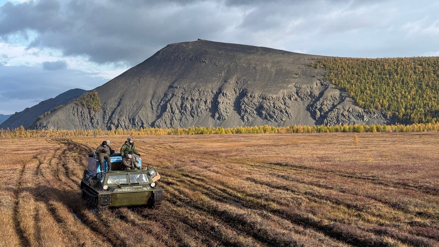 За Полярним колом на хараулахського сніжного барана