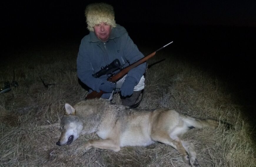 Вовк із підходу – це реально!