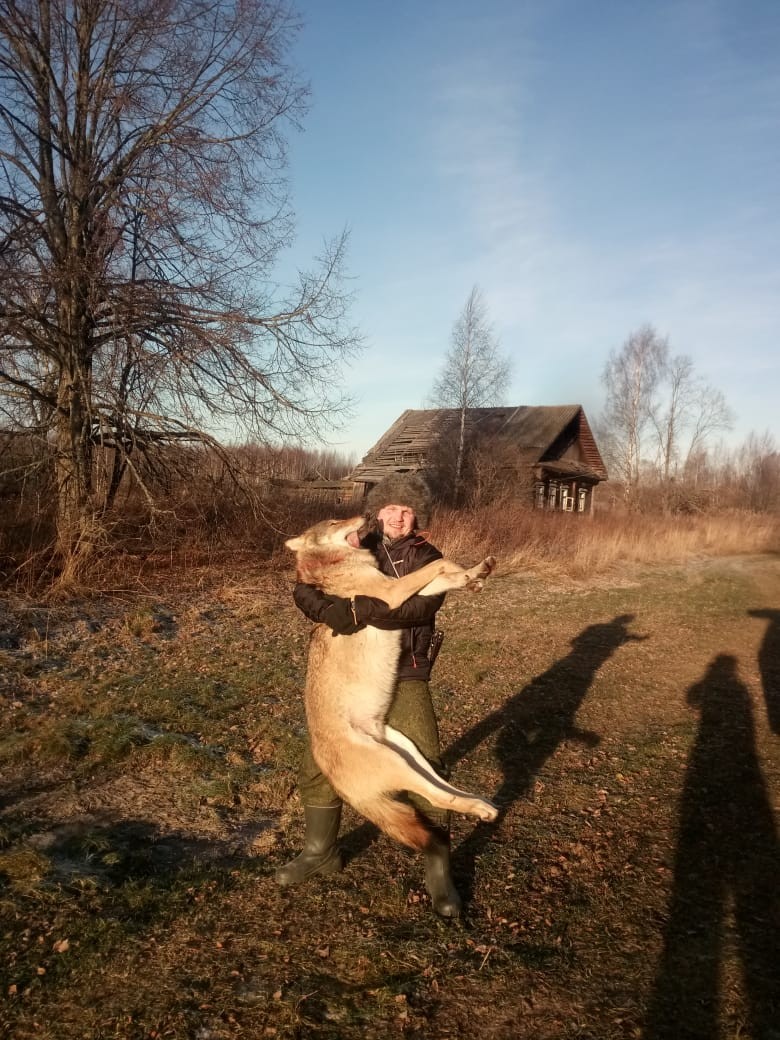 Вовк із підходу – це реально!