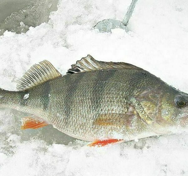 Інтелектуальний підхід до лову окуня