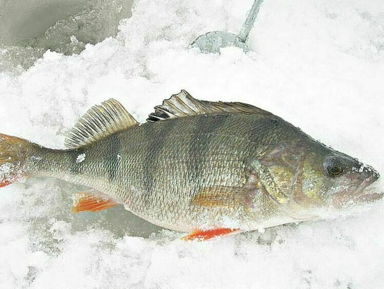 Інтелектуальний підхід до лову окуня