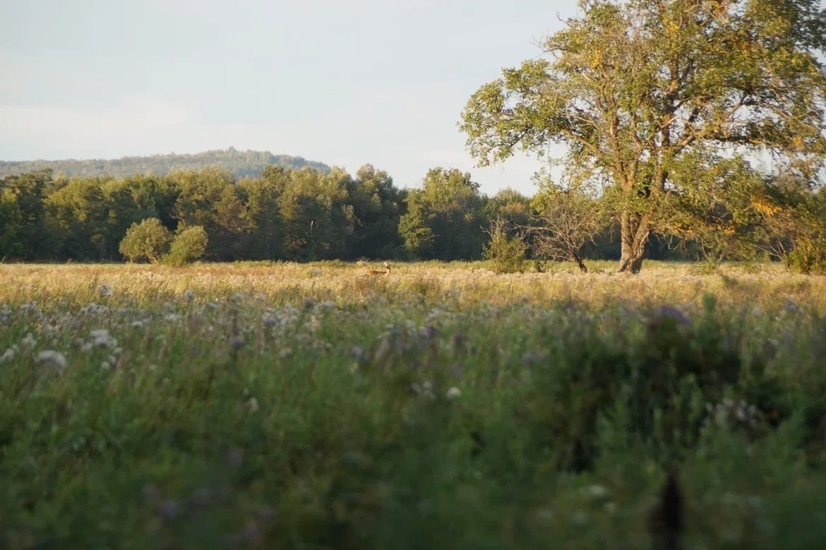Сім кроків до мрії. Шлях до трофейного самця козулі