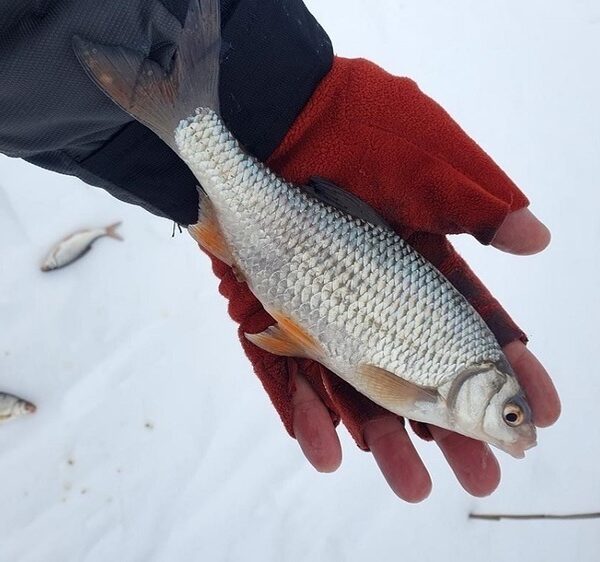 Різне підгодовування чи що?