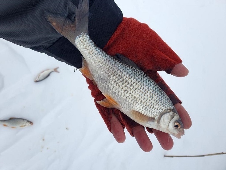 Різне підгодовування чи що?