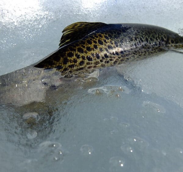 Лов кумжі з листопада по травень
