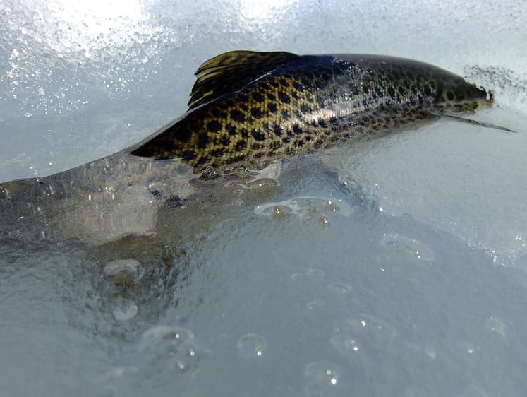 Лов кумжі з листопада по травень