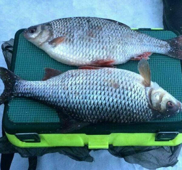 Коли велика плотва втрачає пильність