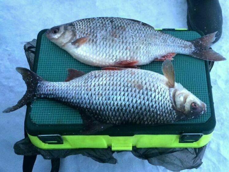 Коли велика плотва втрачає пильність