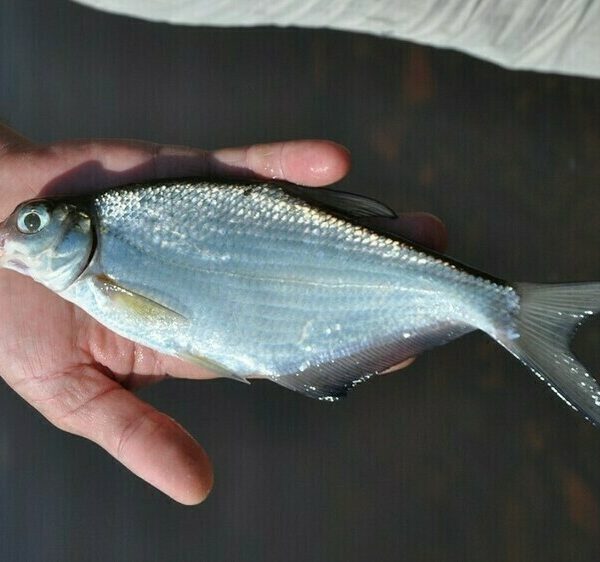 Густера та білоока на сильній течії