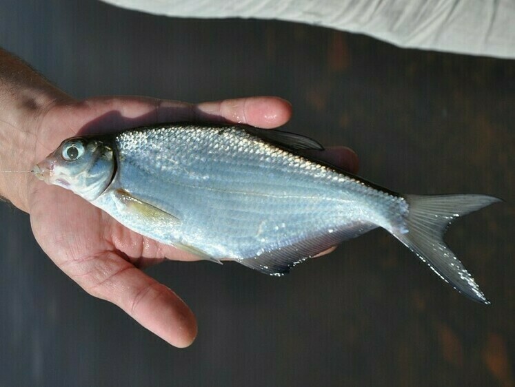 Густера та білоока на сильній течії