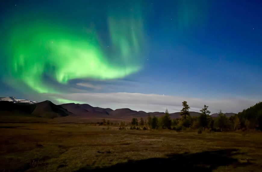 За Полярним колом на хараулахського сніжного барана