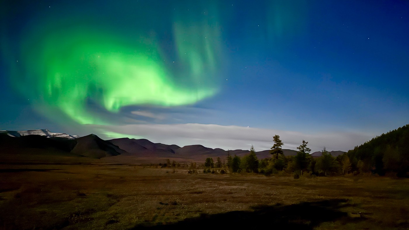 За Полярним колом на хараулахського сніжного барана