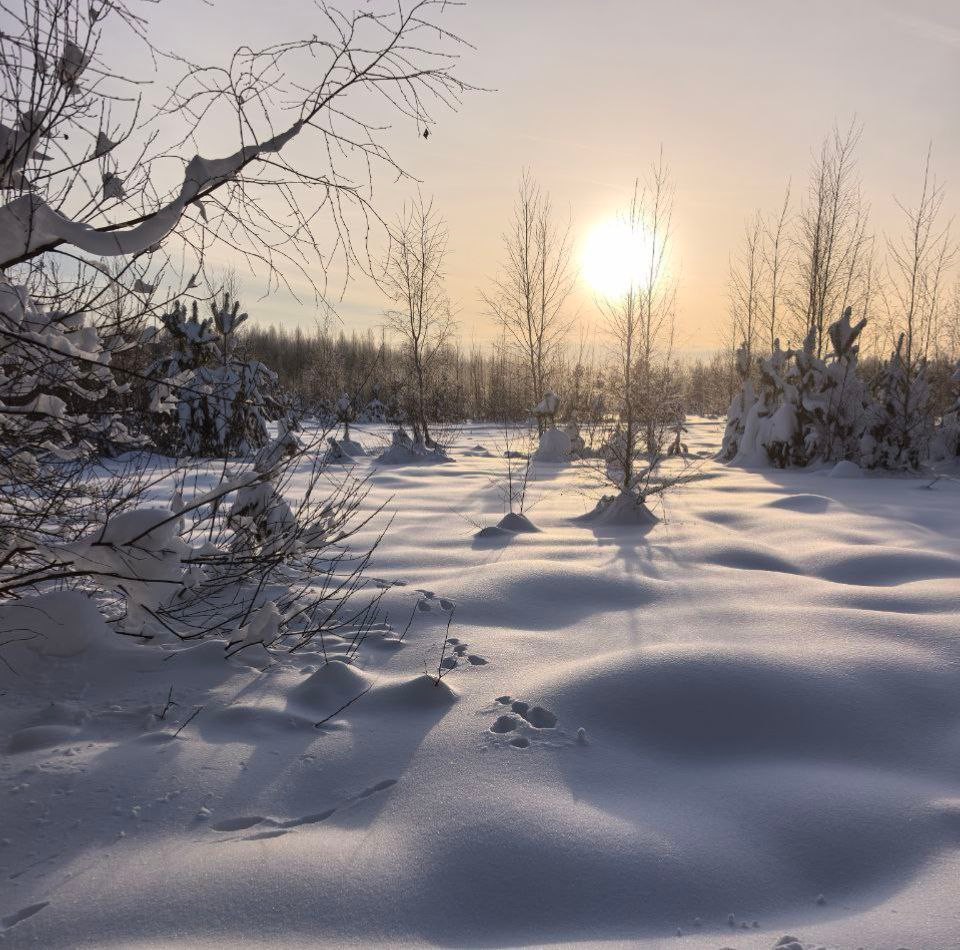 Заячі витівки