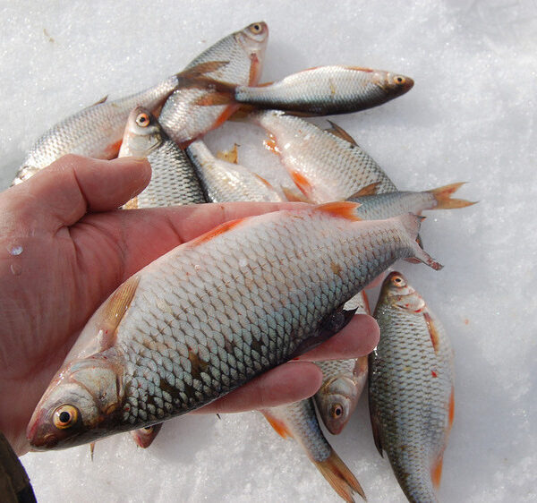 Потепління – до плотви