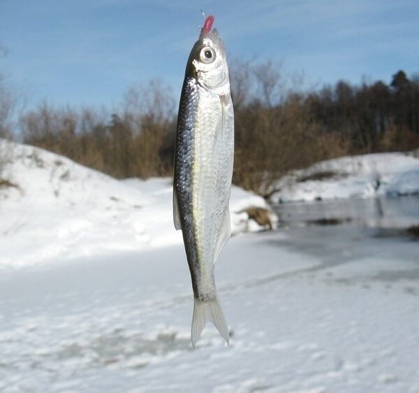 За сріблястою уклейкою у лютому-березні