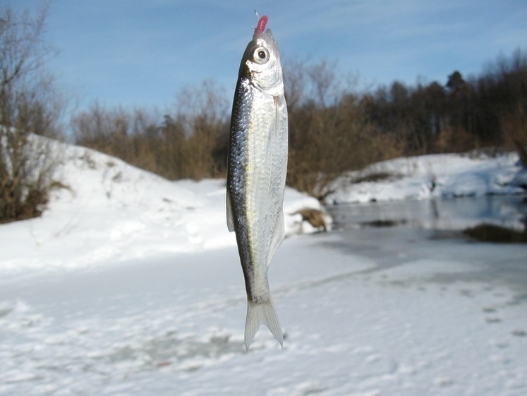 За сріблястою уклейкою у лютому-березні