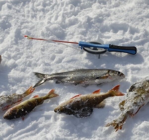 Лютневі вісті з водойм