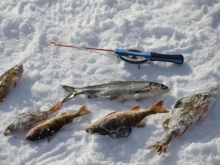 Лютневі вісті з водойм