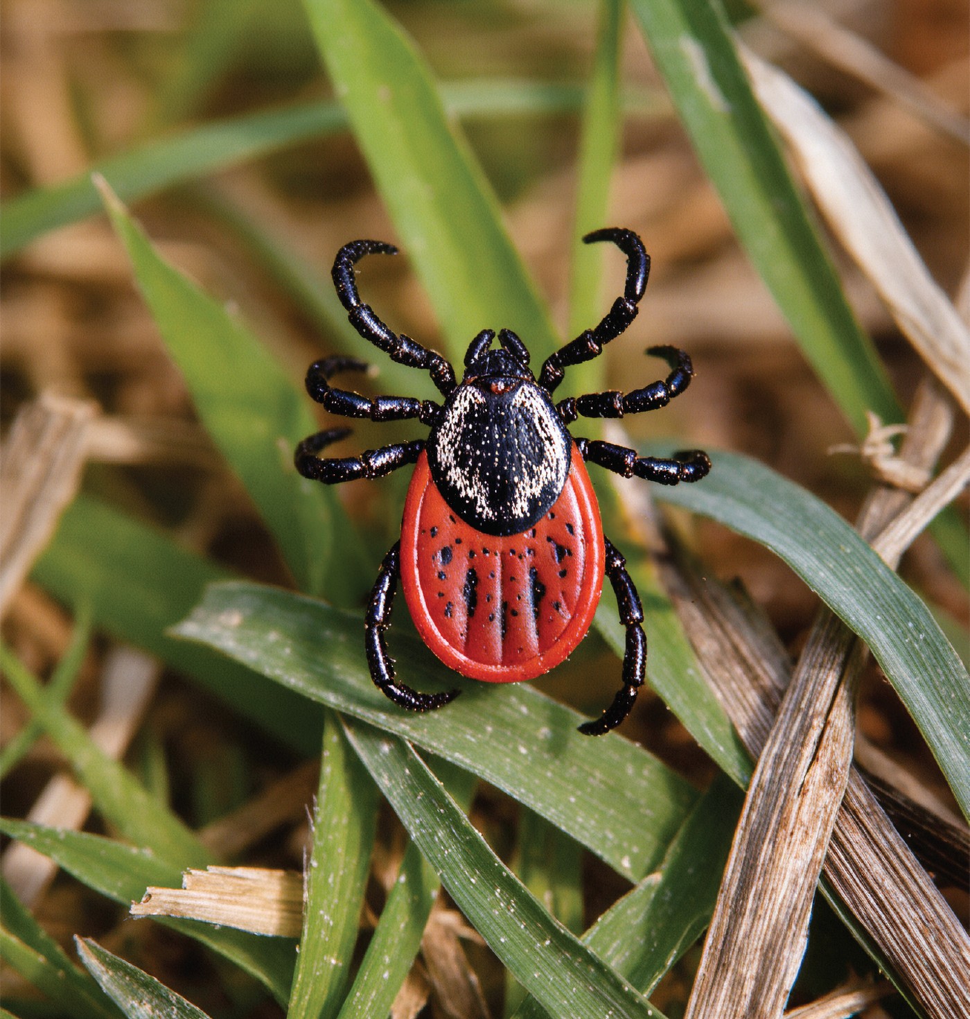 Собаки в полі та в лісі: як надійно захистити мисливського собаку від кліщів та бліх