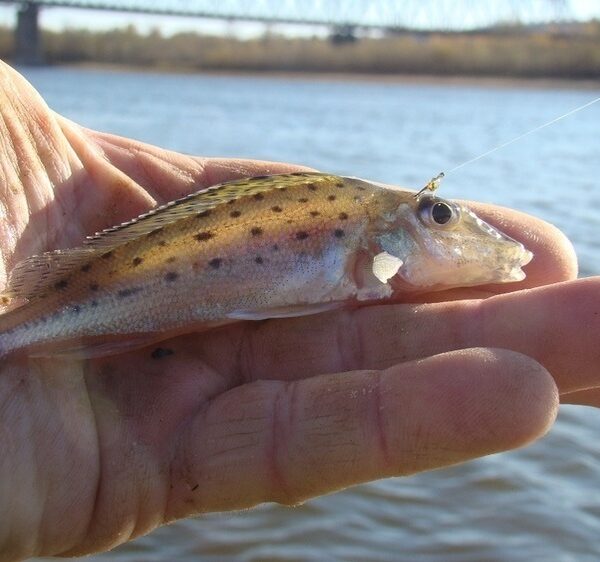 Диво небачене