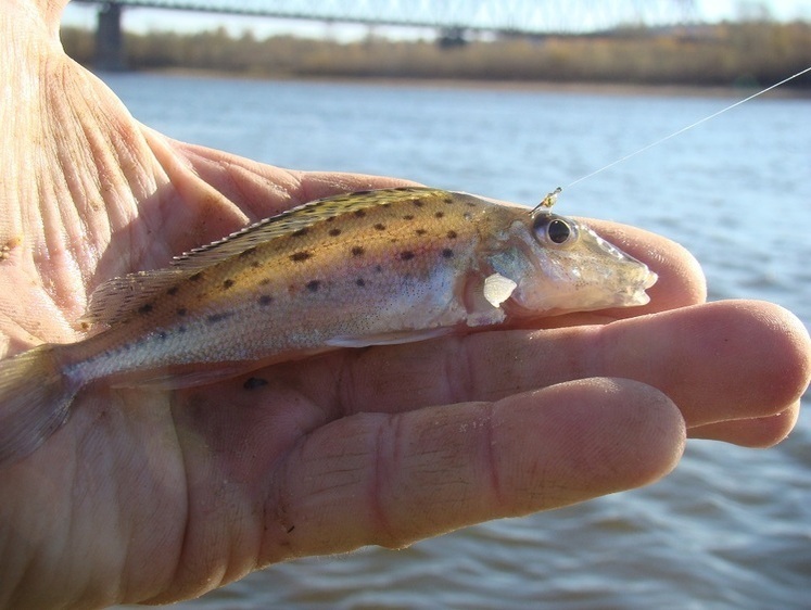 Диво небачене