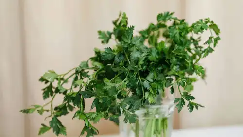 Зелень довше: поради кухарів проти марних витрат