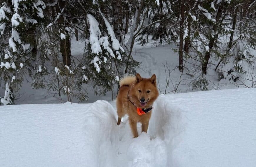 Полювання з лайкою на білку у Підмосков'ї