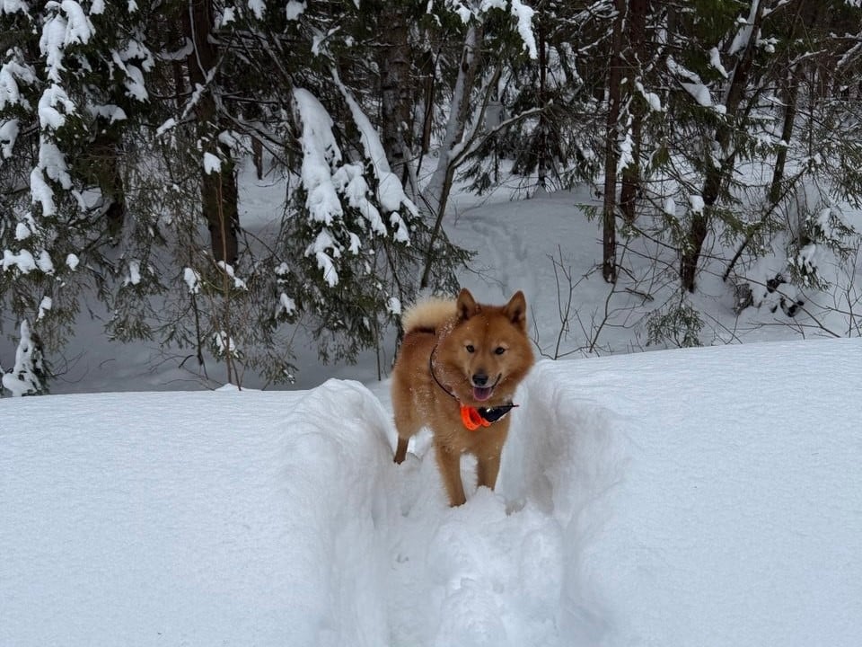 Полювання з лайкою на білку у Підмосков'ї