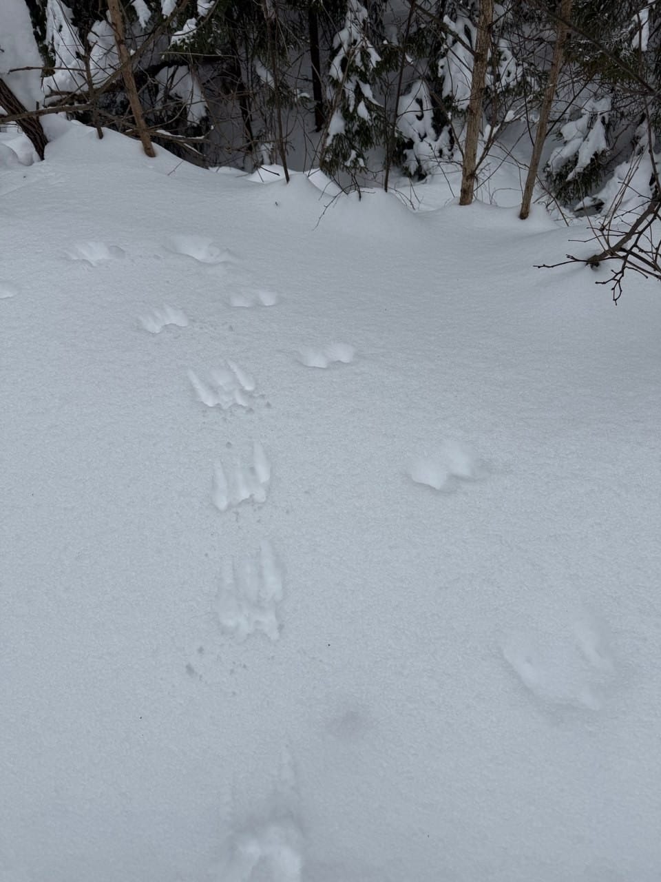 Полювання з лайкою на білку у Підмосков'ї