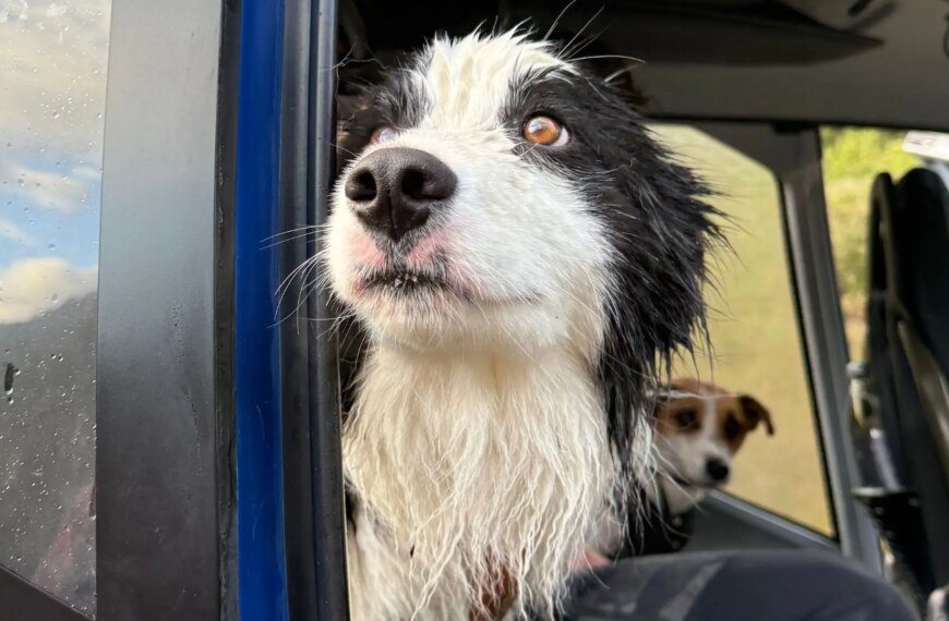 Загублену собаку Моллі врятували через два тижні після падіння з водоспаду висотою 180 футів