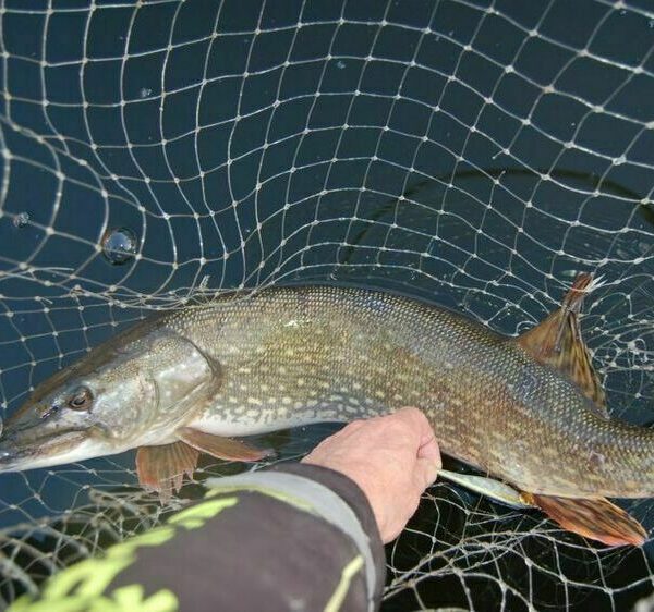 Перші щуки сезону