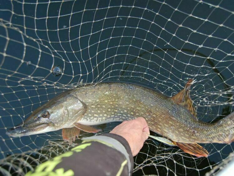Перші щуки сезону